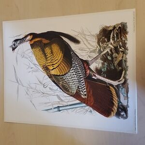 Wild Turkey or Great American C*ck Poster by John James Audubon